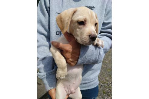 販売中の栃木県のミックス犬-369032の5枚目